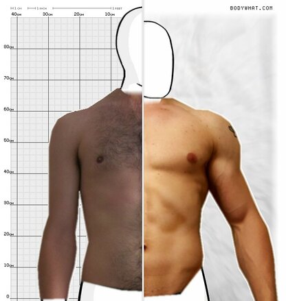 Torso Comparison