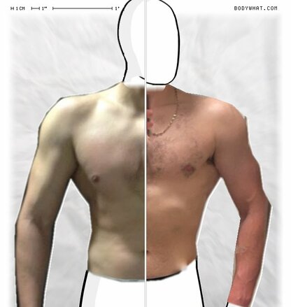 Torso Comparison