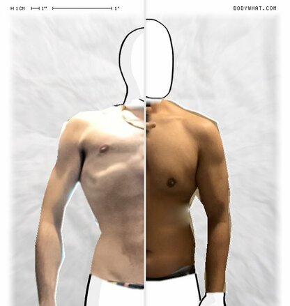 Torso Comparison