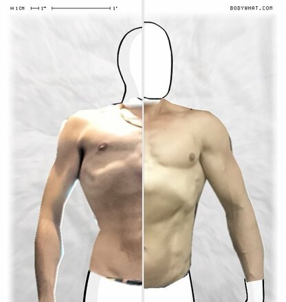 Torso Comparison