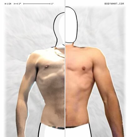 Torso Comparison