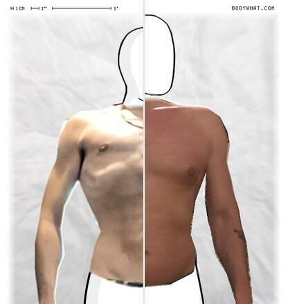 Torso Comparison