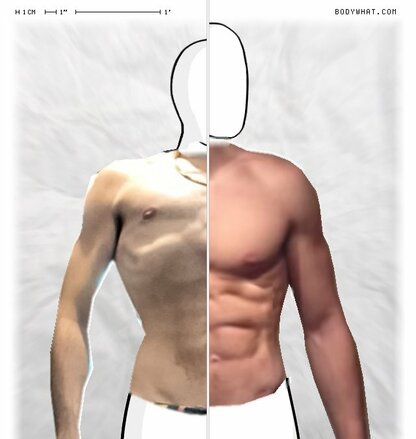 Torso Comparison