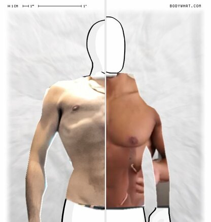 Torso Comparison