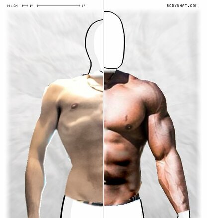 Torso Comparison