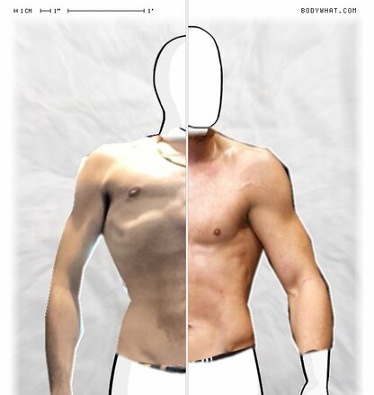 Torso Comparison