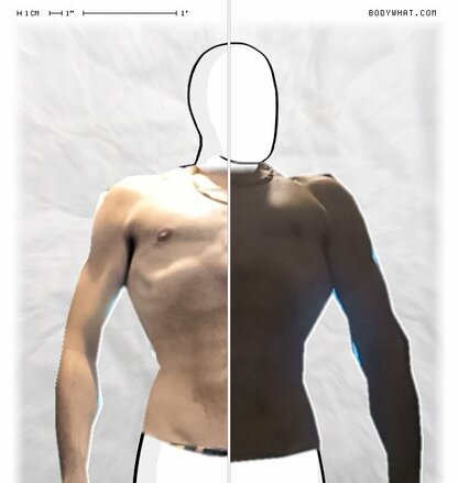 Torso Comparison