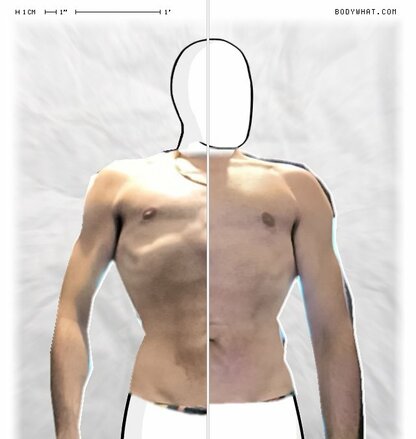 Torso Comparison