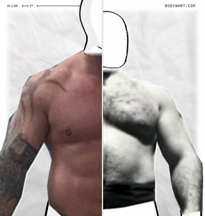 Torso Comparison