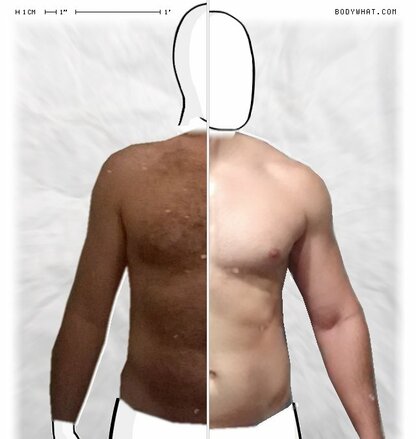 Torso Comparison