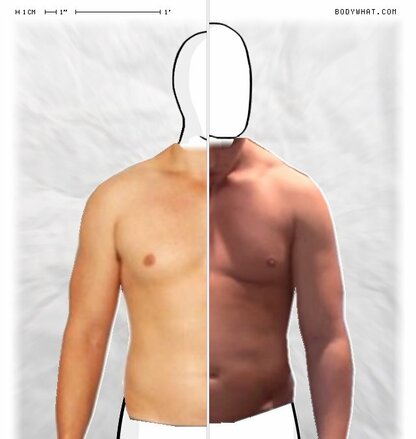 Torso Comparison