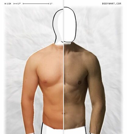 Torso Comparison