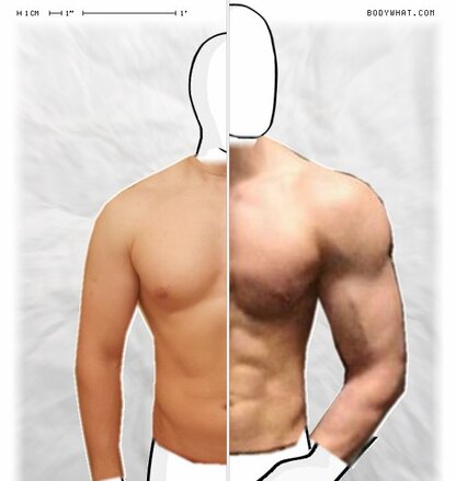 Torso Comparison