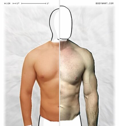 Torso Comparison