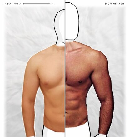 Torso Comparison