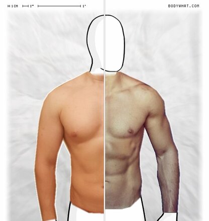 Torso Comparison