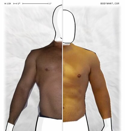 Torso Comparison