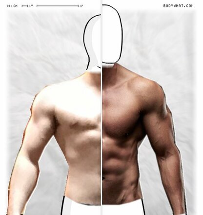 Torso Comparison