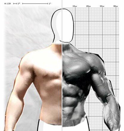 Torso Comparison