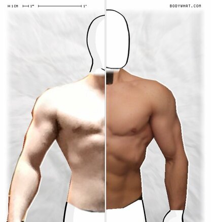 Torso Comparison