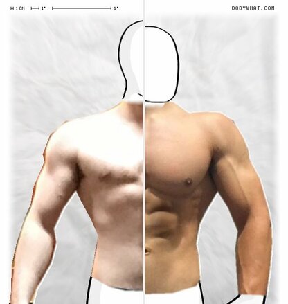 Torso Comparison