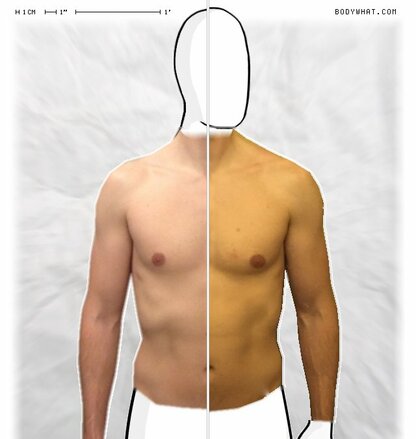 Torso Comparison