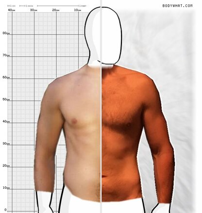 Torso Comparison