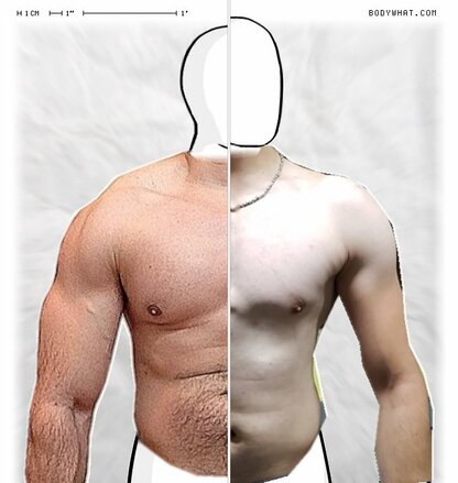 Torso Comparison