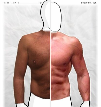 Torso Comparison