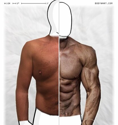 Torso Comparison