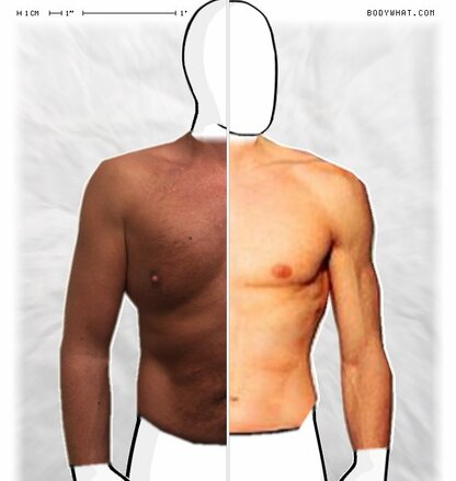 Torso Comparison