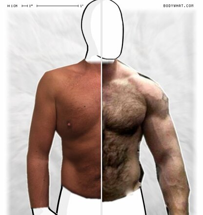 Torso Comparison