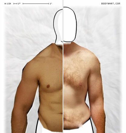 Torso Comparison