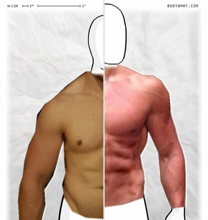 Torso Comparison