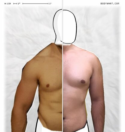 Torso Comparison