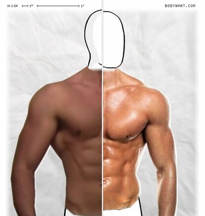 Torso Comparison