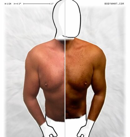 Torso Comparison