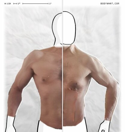 Torso Comparison