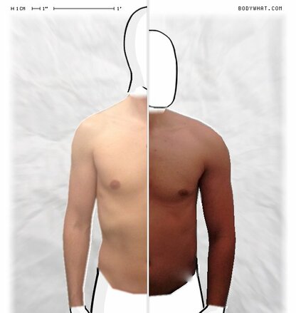 Torso Comparison