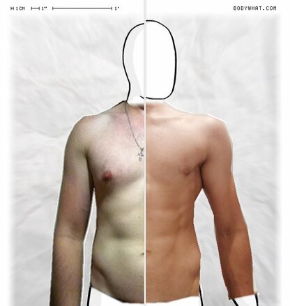 Torso Comparison