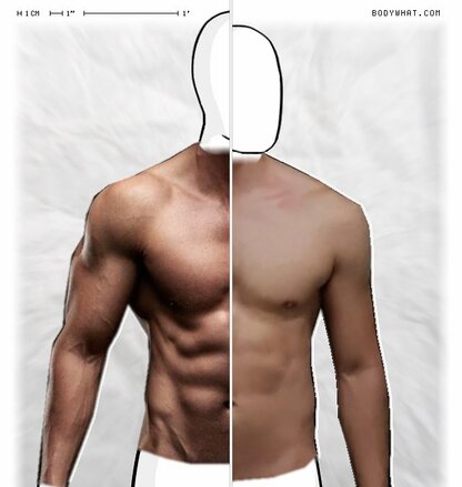 Torso Comparison