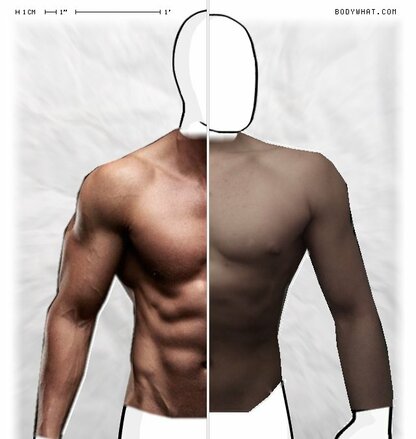 Torso Comparison