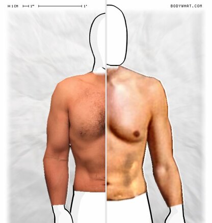 Torso Comparison