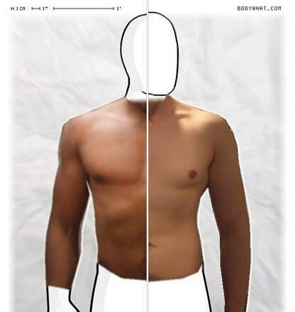 Torso Comparison