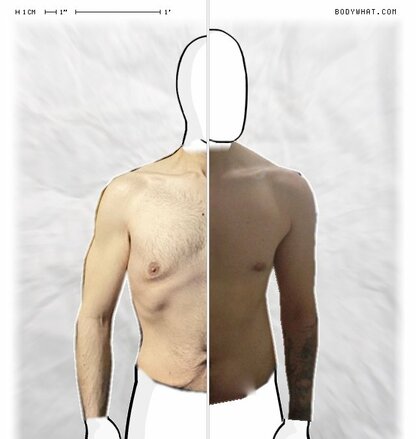 Torso Comparison