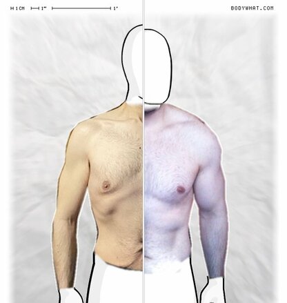 Torso Comparison