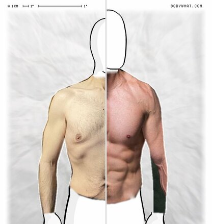 Torso Comparison