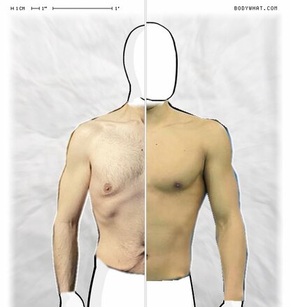 Torso Comparison