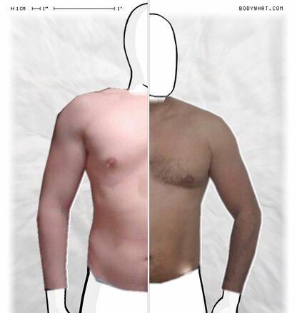 Torso Comparison