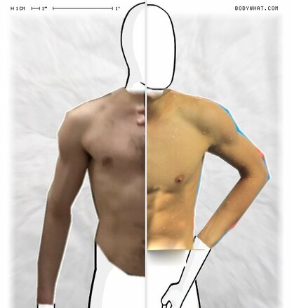 Torso Comparison